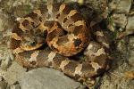 2-3 Year Old Hognose Found In Bell County, KY 2016.