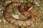 Copperhead From Harlan County, KY 2016.