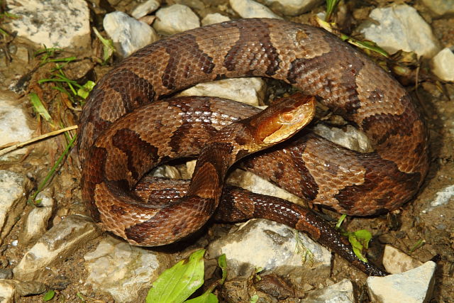 Copperhead From Harlan County, KY 2016.