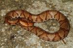 Copperhead From Perry County, KY 2016.