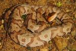 Copperhead From Breathitt County, KY 2016.