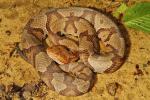 Copperhead From Breathitt County, KY 2016.