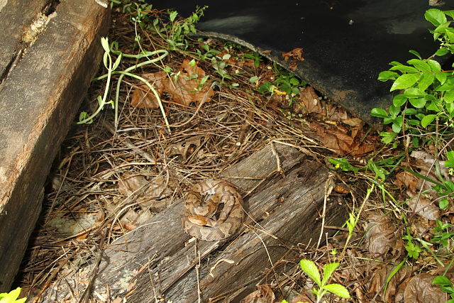 Copperhead In-Situ In Harlan County, KY 2016.