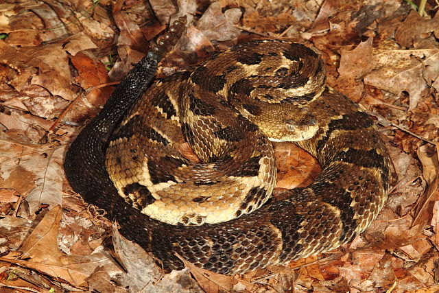 Timber Rattlesnake In Harlan County, KY 2016.