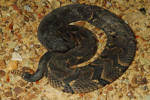 Timber Rattlesnake In Bell County, KY 2016.