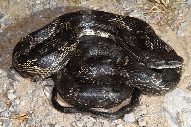 Rat Snake From Ballard County, KY 2016.