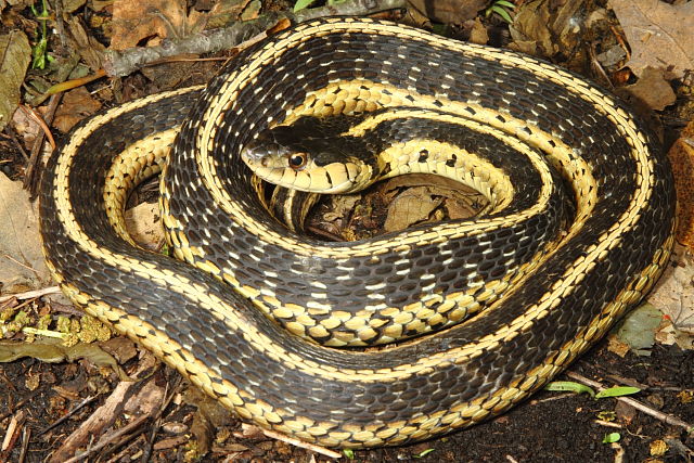 Garter Snake From Bell County, KY May 2016.