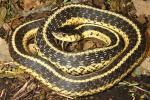 Garter Snake From Bell County, KY May 2016.