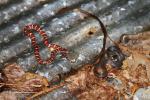Baby Milk Snake And Ringneck On Metal May 2016.