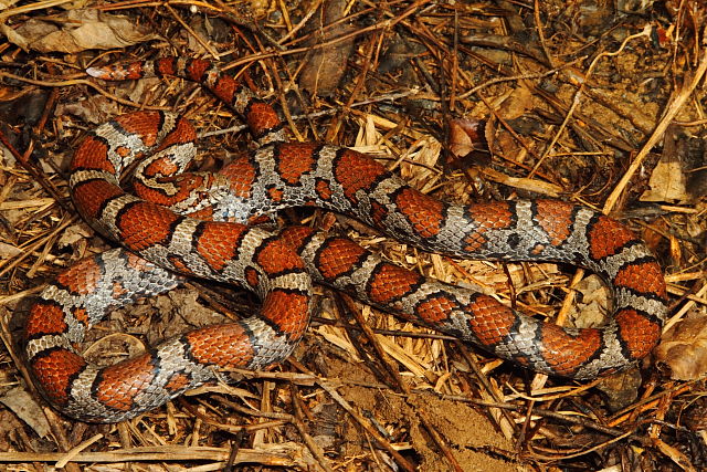 Milk Snake In Meade County, KY 2016.