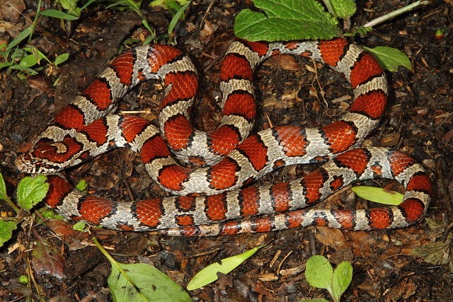 Meade County, KY Milksnake May 2016.