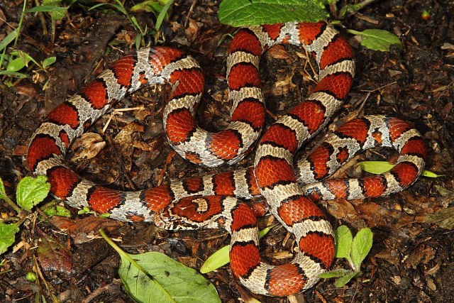 Meade County, KY Milksnake May 2016.