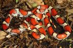 Milk Snake From Trigg County, KY May 2016.