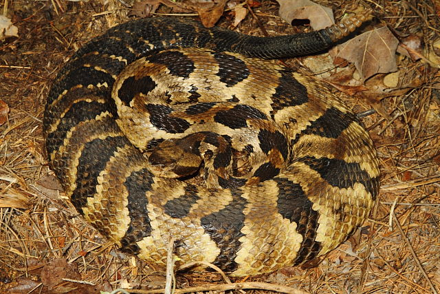 Timber Rattlesnake From Meade County, KY 2016.