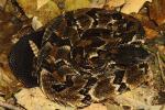 Timber Rattlesnake From Bell County, KY 2016.