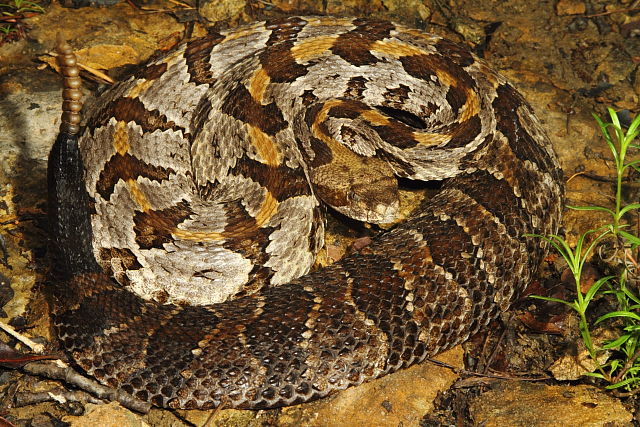 Timber Rattlesnake From Meade County, KY 2016.