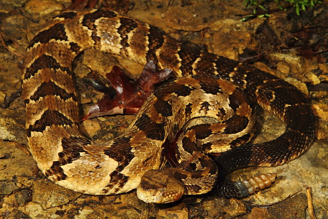 Timber Rattlesnake From Meade County, KY 2016.