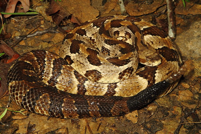 Timber Rattlesnake From Meade County, KY 2016.