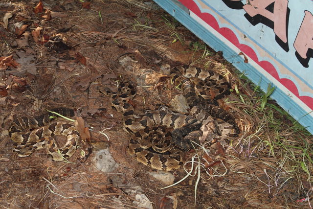 Incredible In-Situ 5 Timber Rattlesnake Flip 2016.