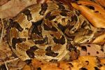 Timber Rattlesnake From Meade County, KY 2016.