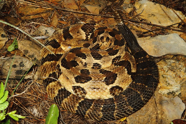 Timber Rattlesnake From Meade County, KY 2016.