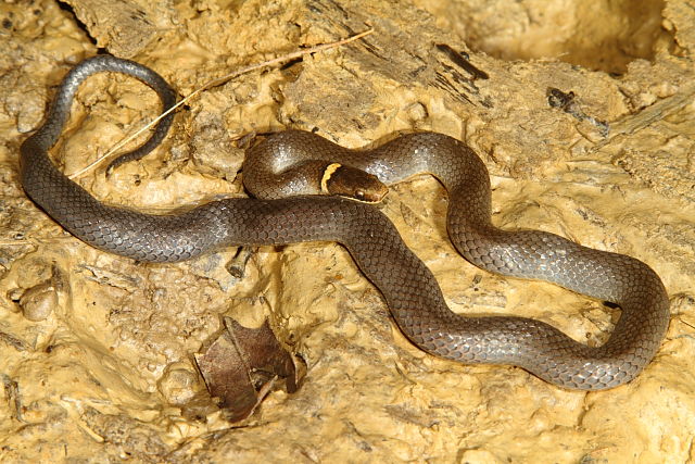 In-Situ Ringneck Snake Photographed In Bullitt County, KY 2016.