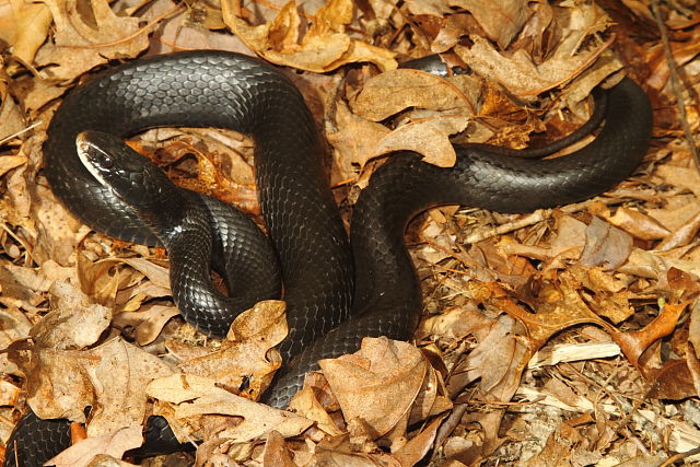 In-Situ Black Racer Found Under Metal In Casey County, KY 2016.