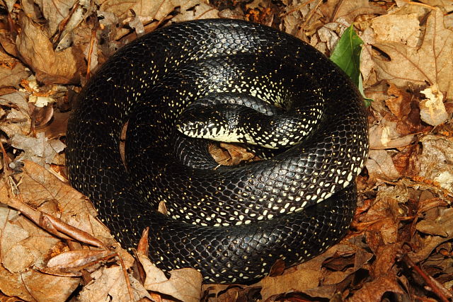 Black Kingsnake From Casey County, KY 2016. A Nice Male Adult!