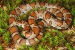 A Milk Snake Discovered In Casey County Kentucky 2016.