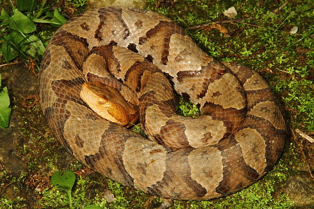 Bullitt County Copperhead Found Under Metal 2016.