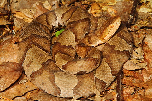 Bullitt County Copperhead Found Under Metal 2016.