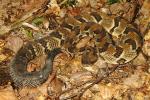 Female Timber Rattlesnake From Bullitt County, KY That Appears To Have Given Birth Last Year.