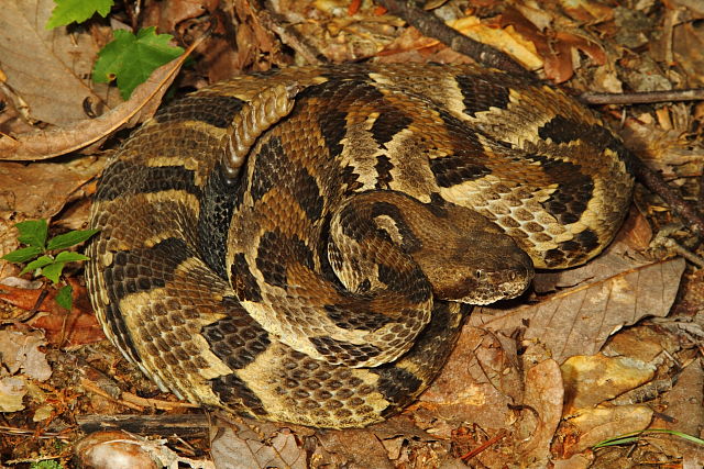 Timber Rattlesnake Found In Bullitt County, KY 2016.