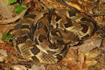 Timber Rattlesnake Found In Bullitt County, KY 2016.