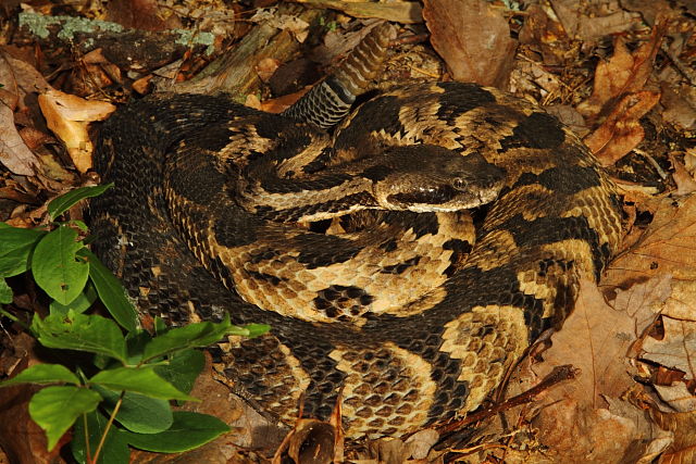 Timber Rattlesnake Found In Bullitt County, KY May 2016.