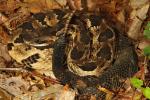 Timber Rattlesnake Found In Bullitt County, KY May 2016.