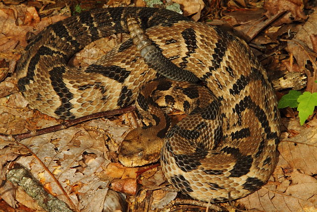 Timber Rattlesnake Found In Bullitt County, KY May 2016.