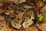 Timber Rattlesnake Found In Bullitt County, KY May 2016.