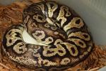 Ball Python Clutch #1626 Laid 4 June 2016. Congo Pastel Sapphire X Congo Pastel Sapphire. 