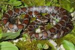 Eastern Milk Snake Found In Harlan, KY 2016.