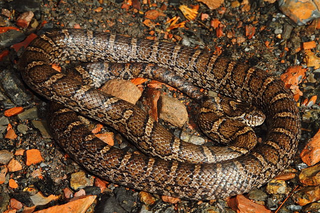 Eastern Milk Snake Found In Harlan, KY 2016.