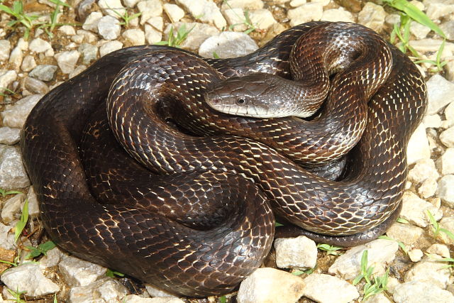 Rat Snake From Breathitt County, KY 2016.