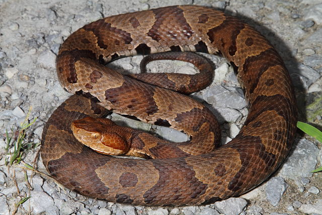 Copperhead From Bell County, KY 2016.