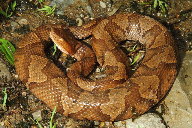 Copperhead From Harlan County, KY 2016.