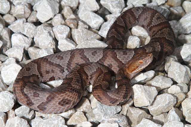 Copperhead From Clay County, KY 2016.