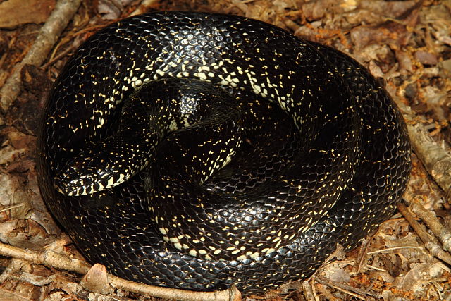 A Gravid Black Kingsnake From Trigg County, KY 2016.