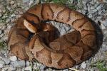 Gravid Copperhead Found In Trigg County, KY 2016.