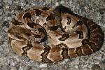 Timber Rattlesnake Found In Lyon County, KY 2016.