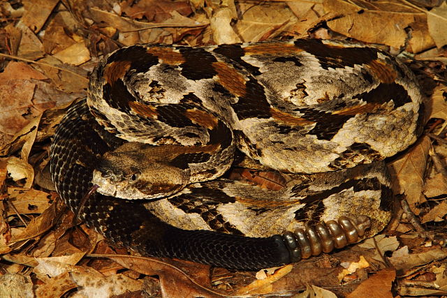 Timber Rattlesnake Found In Lyon County, KY 2016.