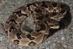 Timber Rattlesnake Found In Lyon County, KY 2016.